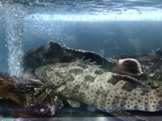 Luy's Classic Tea House（位于Mabolo）